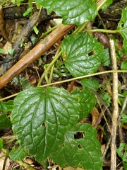 Mikania fragilis