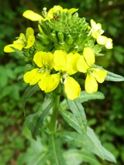 Erysimum odoratum