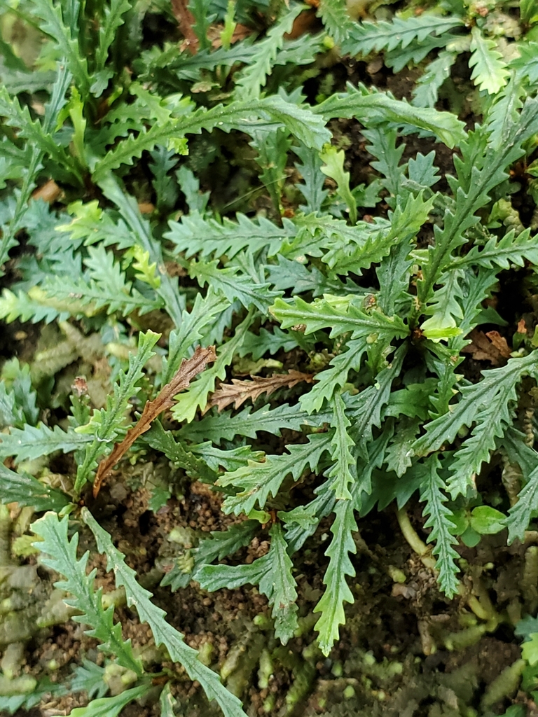 snailfern