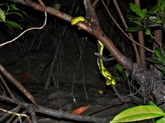 Trimeresurus erythrurus