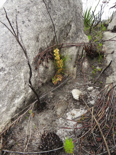 Image of Slanghoek Satyre (Satyrium situsanguinum) by (c) Jeremy Gilmore, some rights reserved (CC BY)