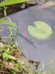 Pseudagrion microcephalum