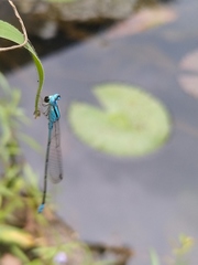 Pseudagrion microcephalum