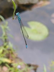 Pseudagrion microcephalum