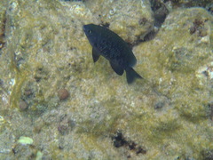 Plectroglyphidodon marginatus