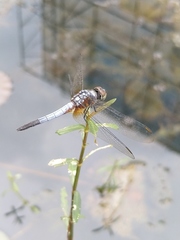 Brachydiplax chalybea