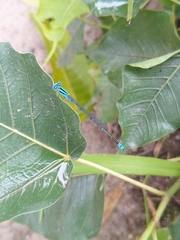 Pseudagrion microcephalum