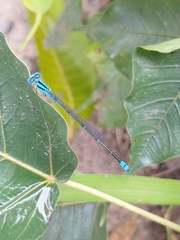 Pseudagrion microcephalum