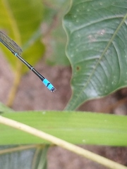Pseudagrion microcephalum