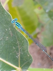 Pseudagrion microcephalum