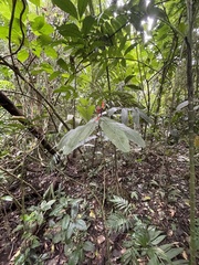 Heliconia mathiasiae