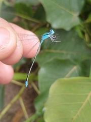 Pseudagrion microcephalum