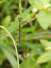 Agriocnemis keralensis