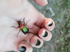 Carabus auronitens festivus