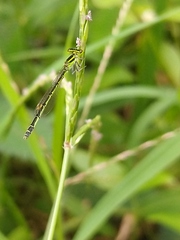 Agriocnemis keralensis