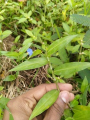 Commelina