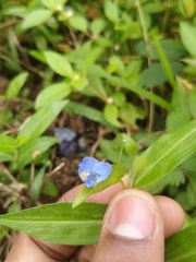 Commelina