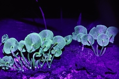 Hypholoma subviride