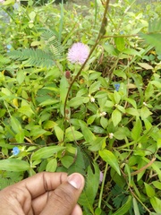 Mimosa pudica