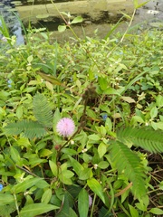 Mimosa pudica