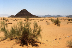 Retama raetam