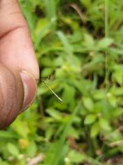 Agriocnemis keralensis