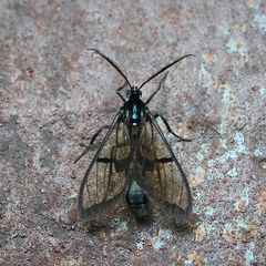 Trichura dixanthia