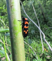 Cosmoscarta dimidiata