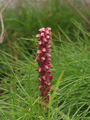 Disa micropetala