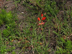 Gladiolus brevitubus