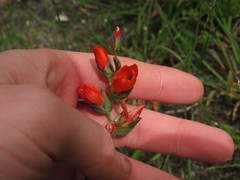 Gladiolus brevitubus