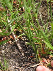 Gladiolus brevitubus