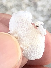 Dictyosphaeria cavernosa