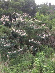 Indigofera jucunda