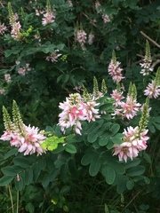 Indigofera jucunda