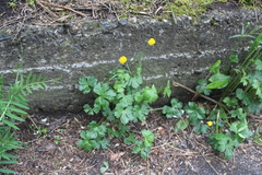 Ranunculus breyninus