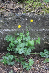Ranunculus breyninus