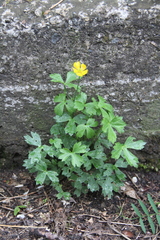 Ranunculus breyninus
