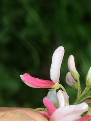 Indigofera jucunda