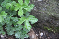 Ranunculus breyninus