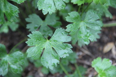 Ranunculus breyninus