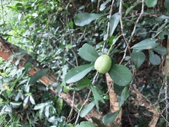 Putterlickia verrucosa