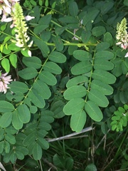Indigofera jucunda