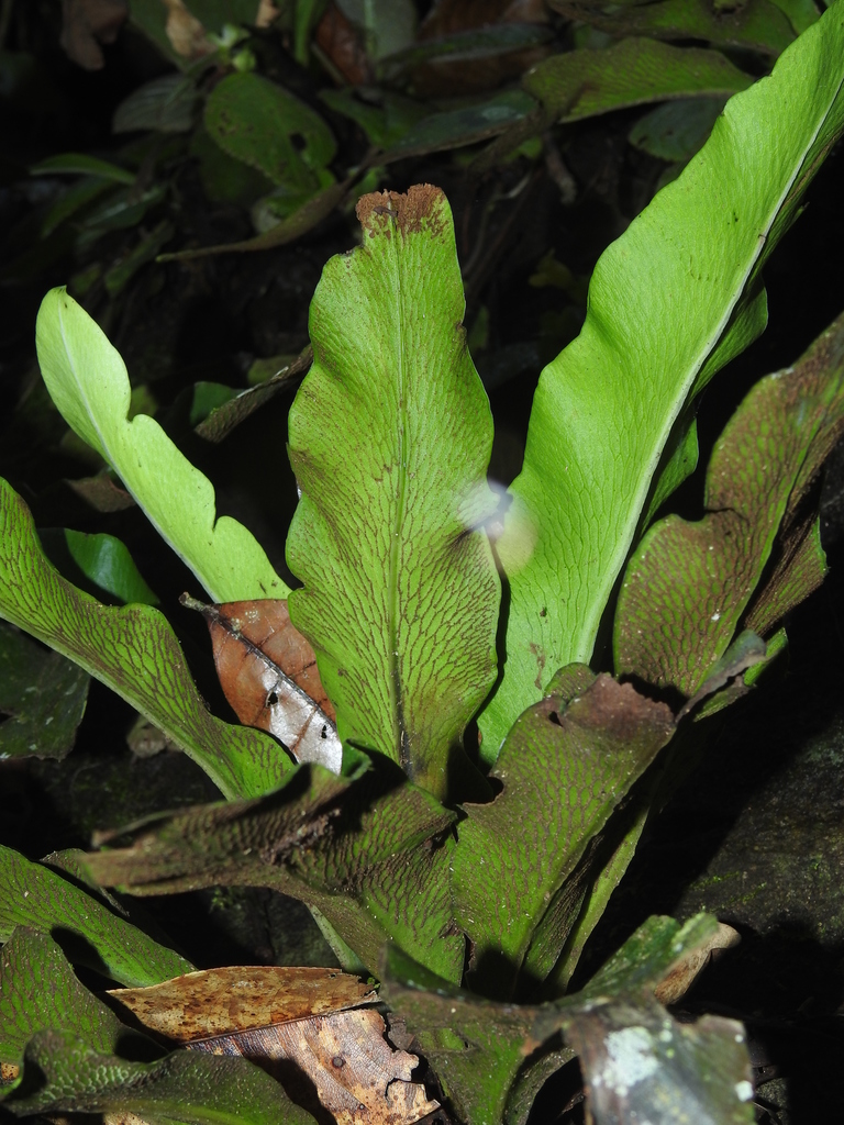 Polytaenium jenmanii