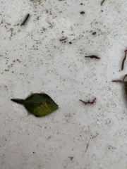 Stephanolepis hispida