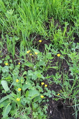 Ranunculus breyninus