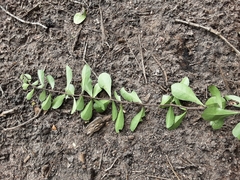 Putterlickia verrucosa