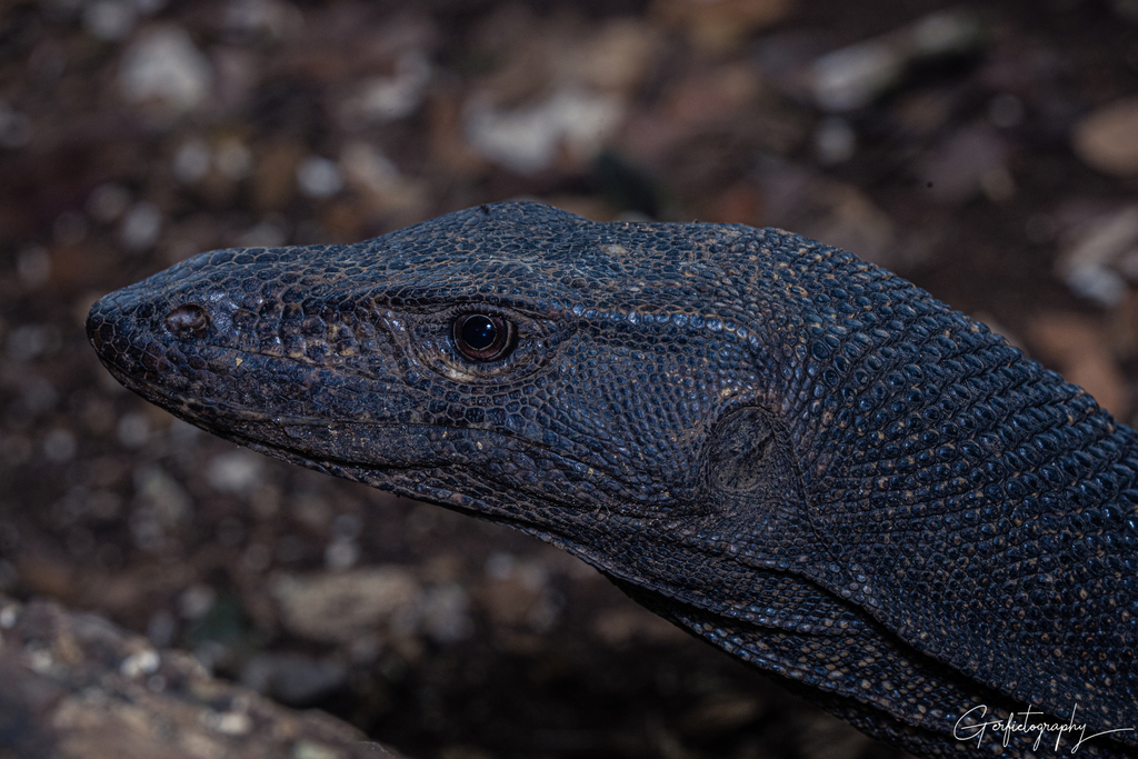 Rasmussen's Water Monitor