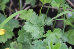 Ranunculus breyninus