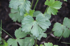 Ranunculus breyninus